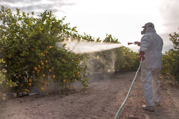 Wasp Removal Services in Clewiston, FL