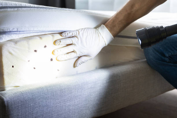 Best Termite Control Services  in Clewiston, FL